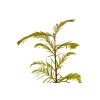 The Jonsteen Company Dawn Redwood | Medium Tree Seedling |