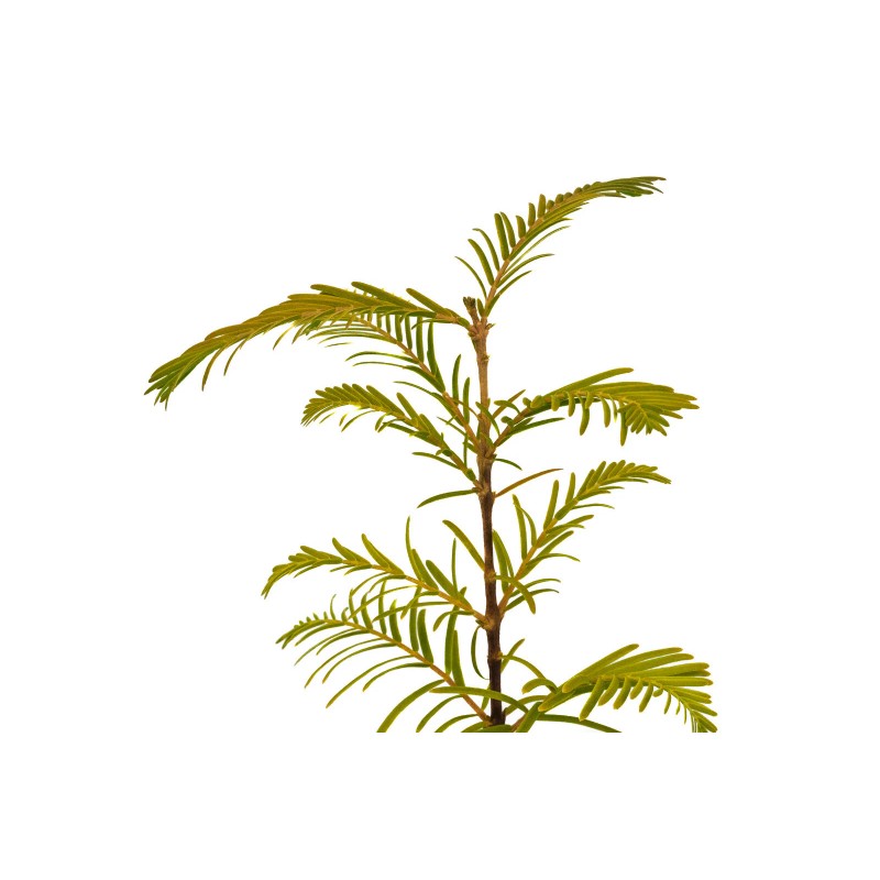The Jonsteen Company Dawn Redwood | Medium Tree Seedling |