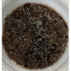 Undisclosed Springtails