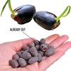 20pcs Bowl Lotus Seeds for Planting - Bonsai Lotus Seeds,