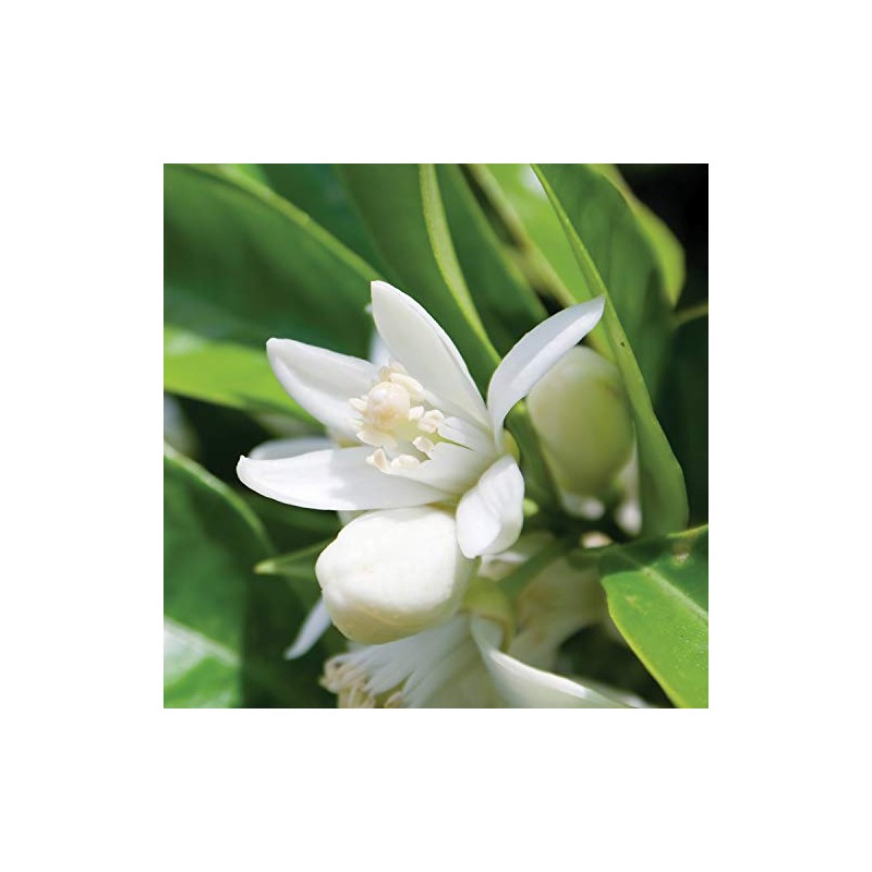 NEAL'S YARD REMEDIES Frankincense Hydrating Mist (High Moisturizing Lotion) 1.5