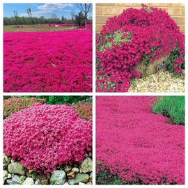 Wivolibe Red Creeping Thyme Seeds for Planting 20000+ Non-GMO Perennial Flower Seeds Landscaping Ground Cover, Easy to Grow