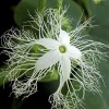 Straightup Nature Fresh Buag Ngu Seeds | 10 Seeds |