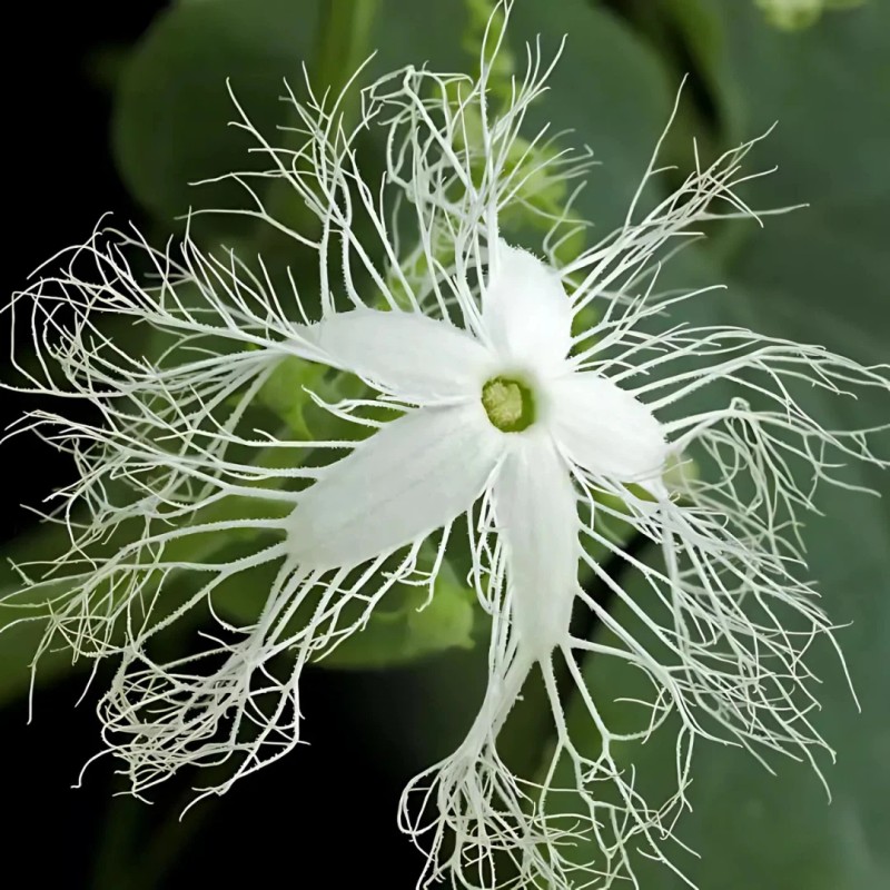 Straightup Nature Fresh Buag Ngu Seeds | 10 Seeds |