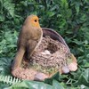 Robin Standing on Rusty Pail Guarding Eggs Highly Detailed Home