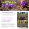 Healing Solutions 60ml Oils - Lavender Essential Oil - 2