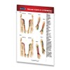 Trigger Points II: Extremities - Meridian Points Pocket Reference Chart