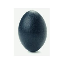 Emu Eggshell