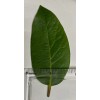 Fresh 20, Fresh picked Organic Bay Leaves Leaf, Laurus Nobilis,