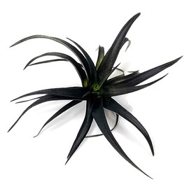Colored Capitata Air Plant, Tillandsia Air Plant, Airplant, Air Purification, House Plant, Home Decor & Gift, Live Plant (Flat Black)