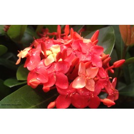 Maui RED Ixora Tropical Live Plant Orange Red Flower Starter Size 4 Inch Pot Emerald Goddess Gardens TM