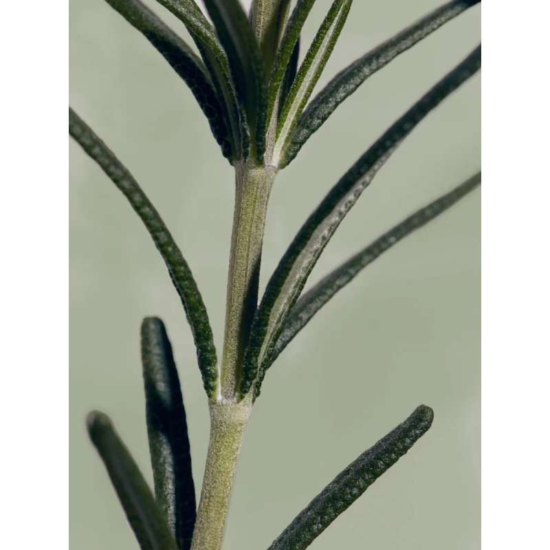 Aromatica Rosemary Anti-hair Loss Tonic- Tónico Para Cabello