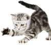 Cat Muzzle, Cat Mask, Mesh Mouth, Cat, Simple, Transparent, Breathable,