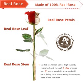 AliveRose Gold Dipped Rose, 24K Gold Rose Made from Real Rose - Unique Design Gold Plated Rose for Anniversary Valentines Mothers Day Birthday Gifts (Beige Original Rose with Stand)