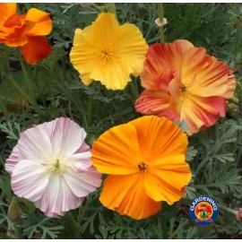 The Gardening World 500 MIXED CALIFORNIA POPPY Flower Seeds Ballerina Mix