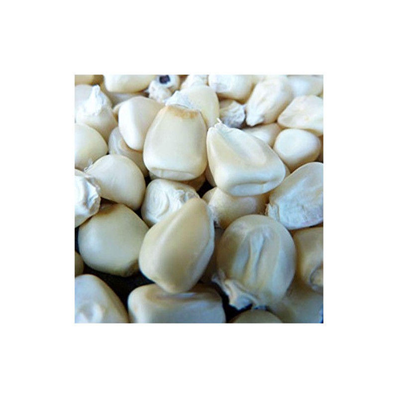 Truckers Favorite White Corn Seeds - 25 LB Bulk ~32,000