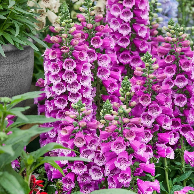 22Day Seeds: Seeds Mullein Foxglove/Spanish Digitalis thapsi/Annual Flowers