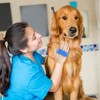 Dog Grooming Brush, Lilpep Pet Shampoo Bath Brush Soothing Massage