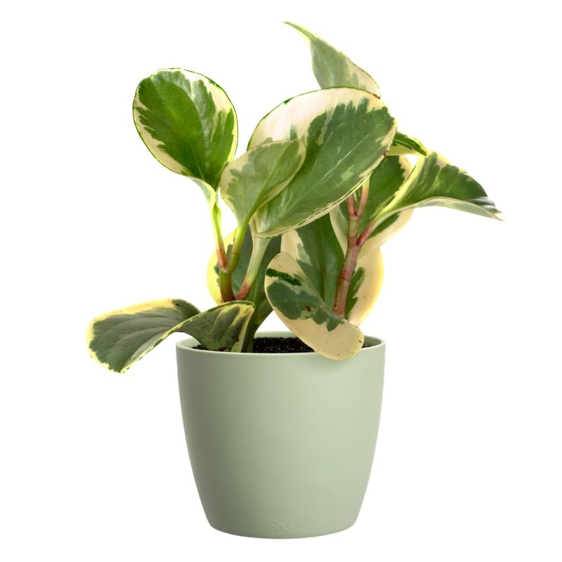 elho Brussels Round Mini 9.5 - Flower Pot for Indoor