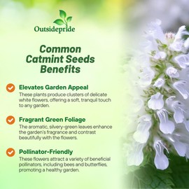 Outsidepride White Catmint Seeds - 10000 Pcs Perennial, Heat & Drought Tolerant Flower Seeds for Planting Fragrant White Blooms, Alternative Fresh Catnip for Cats, Attracts Pollinators and Hummingbird