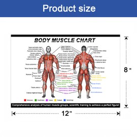 Body Muscle Anatomy Poster - (12"x8"/30x20cm) - Anterior & Posterior Muscle Groups Chart - Ideal for Home Gyms & Fitness Training