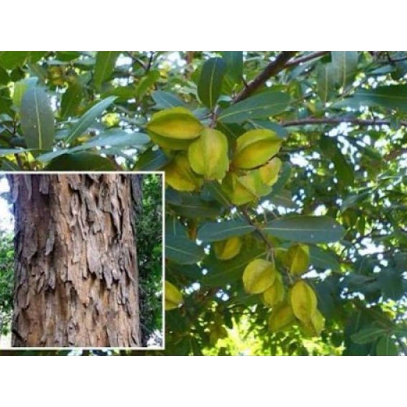 Arjun Chal bark 100g, Arjun Chall, Terminalia, Arjun