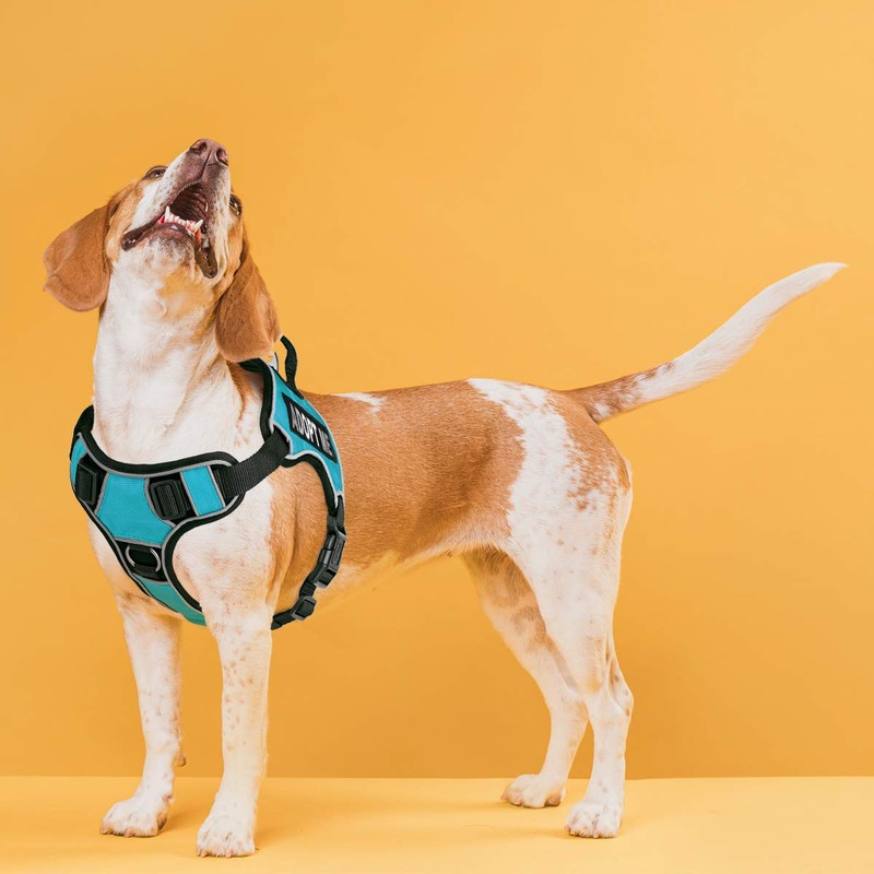 Dogline Quest No-Pull Dog Harness with Adopt Me Reflective Removable