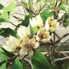10 Pcs Banana Shrub Seeds Michelia Figo Fragrant Ready to