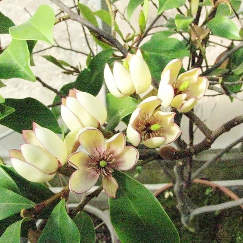 10 Pcs Banana Shrub Seeds Michelia Figo Fragrant Ready to