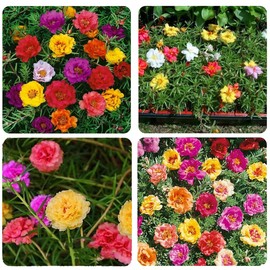 11000+ Portulaca Grandiflora Moss Rose Seeds Mixed Color Spreading for Planting Mexican Sun Rose Rock ROS Heat & Drought Tolerant Ground Cover Plant