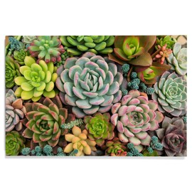 Lantern Press 12x18 Inch Premium Wood Sign, Ready to Hang Wall Decor, Arrangement of Many Colorful Succulents in a Planter Viewed from Above