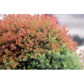 Live Plant from Green Promise Farms - Thuja occidentalis, Fire Chief Globe Arborvitae #2 Gallon Size Container Evergreen