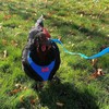 Pack of 2 Chicken Harness with Lead, Adjustable Chicken Harness
