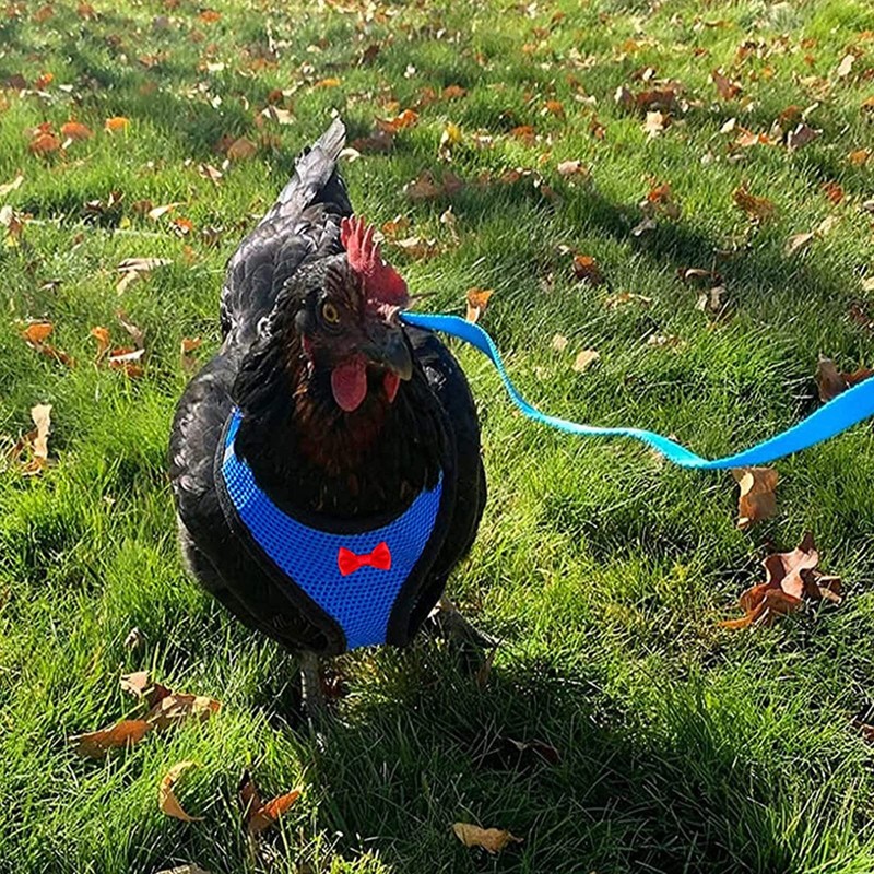 Pack of 2 Chicken Harness with Lead, Adjustable Chicken Harness