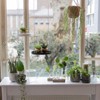 Esschert Design Germination Vase, Multiple Openings