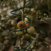 4Pack Spiral Tomato Stakes Plant Trellis ，Indoor Metal Wire Garden