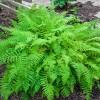 Bareroot Lady Fern (Athyrium Felix -Femina) - 3