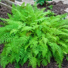 Bareroot Lady Fern (Athyrium Felix -Femina) - 3