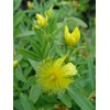 Hypericum frondosum 'Sunburst' (St. Johns Wort) Shrub, yellow flowers, #3