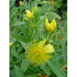 Hypericum frondosum 'Sunburst' (St. Johns Wort) Shrub, yellow flowers, #3 - Size Container
