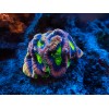 Perfect Corals Aminos Plus - Amino Acids & Essential Vitamins