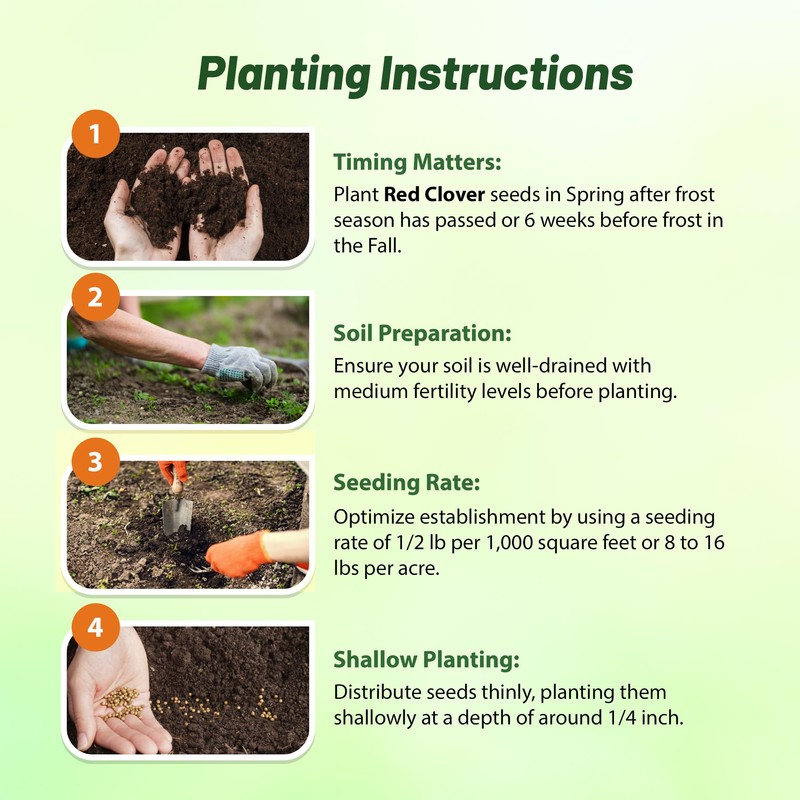 Outsidepride Outsidepride Perennial Red Clover Seeds - 2 lbs. Self-Seeding,