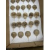 Horseshoe Crab Shells Molts - 5 Piece Lot - $25