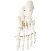 Axis Scientific Life-Size Disarticulated Human Skeleton Model, 3 Part Human