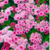 Ageratum Pink Floss Flower Seeds 400+ Seeds for Planting Non-GMO