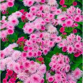 Ageratum Pink Floss Flower Seeds 400+ Seeds for Planting Non-GMO Flower Garden