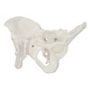Axis Scientific Skeletal Model of The Female Pelvis | Cast