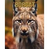 Bobcat: Amazing Picture and Facts About Bobcat for Children's