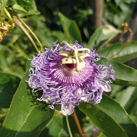 Passiflora Incarnata Seeds Purple Passionflower, Maypop Edible Fruit Rapid-Growing Vine Fragrant Drought Tolerant Jelly Trellis Arbor Wall Fence Outdoor 200Pcs Flower Seeds by YEGAOL Garden