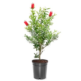 Red Cluster Bottlebrush, Hummingbird Attractor, Butterfly Friendly, 1 gal. Nursery Pot (Due to Agricultural Laws, we Cannot Ship to CA, AZ, AK, or HI)